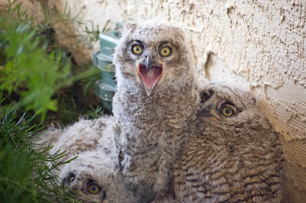 Ken Bosma - Great Horned Owl chicks