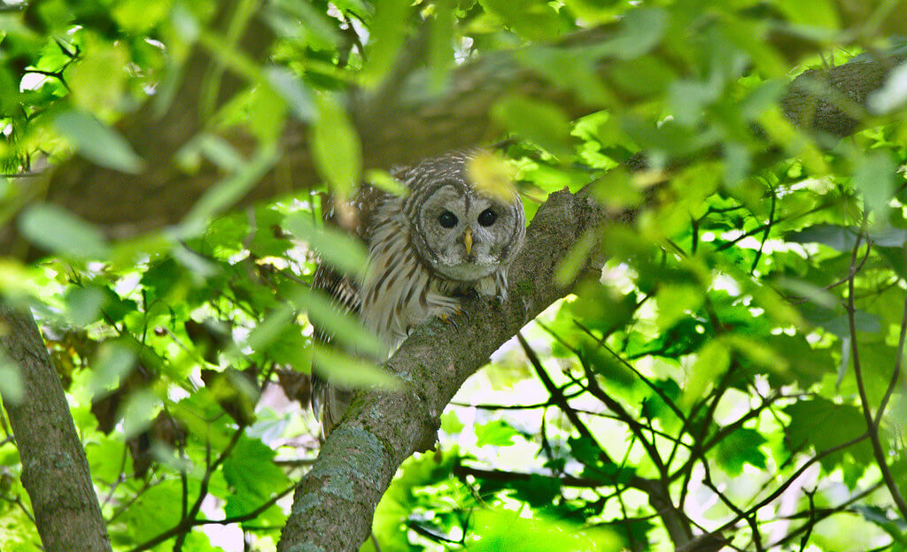 Andrew Weitzel - owl in tree