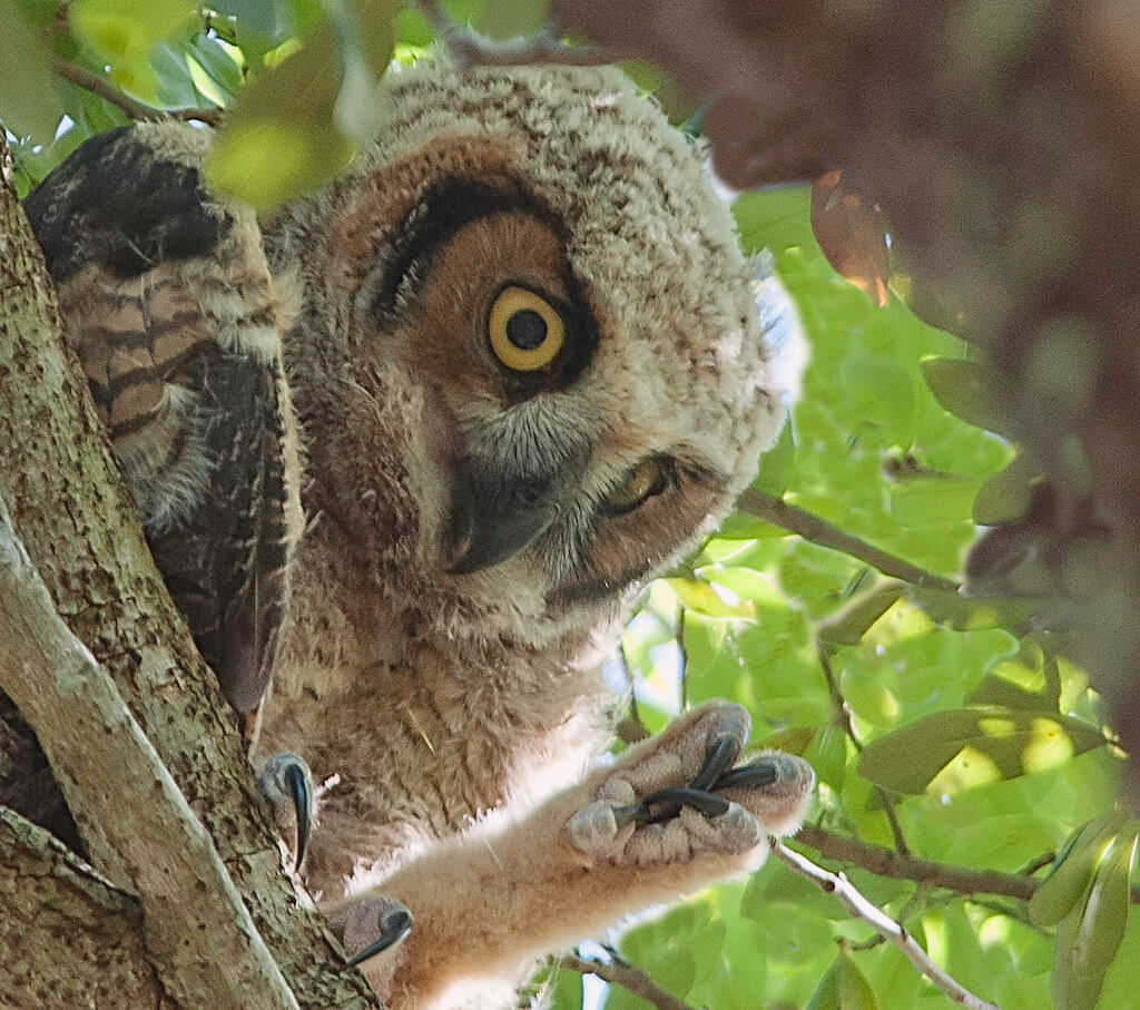 Robert OP Parrish - owl claws