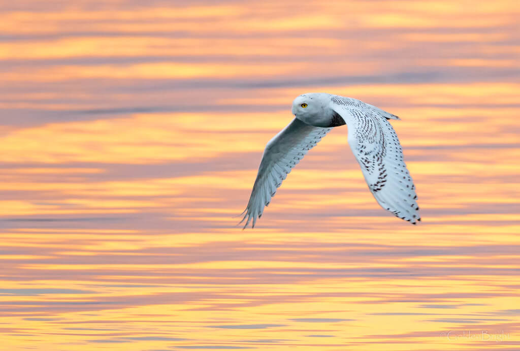 GoldenBright Larry - Snowy Owl in flight