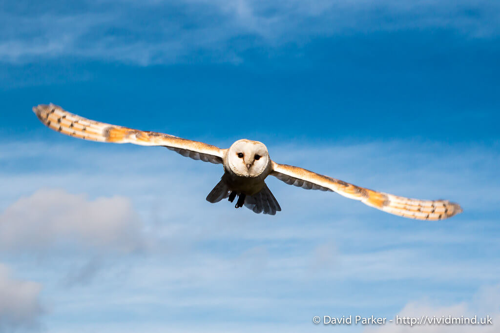 David Parker - Owl in flight