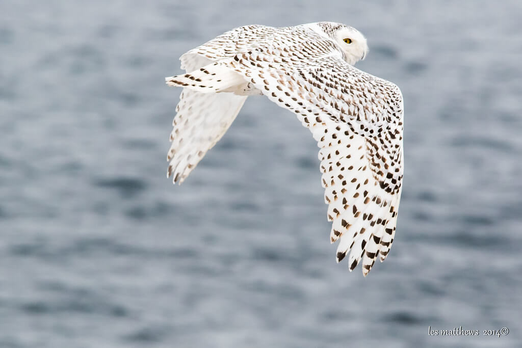 les matthews - Snowy Owl