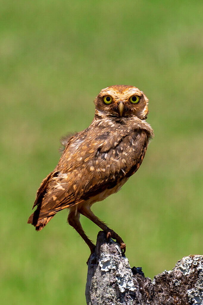 Henk Overbeek - Burrowing owl