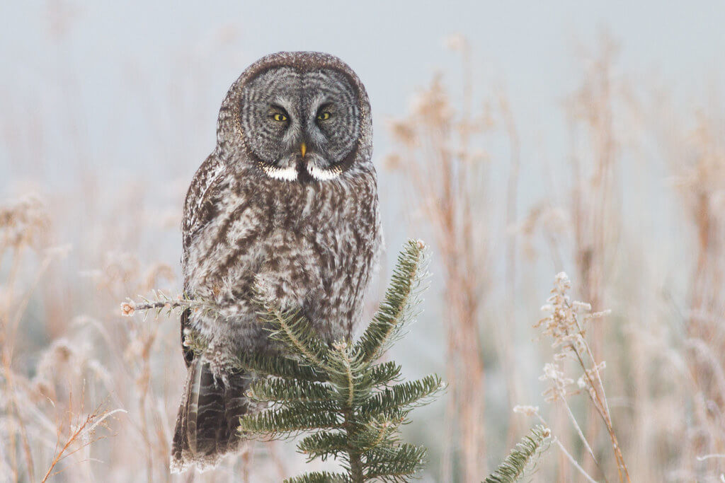 Fyn Kynd - Great Gray Owl