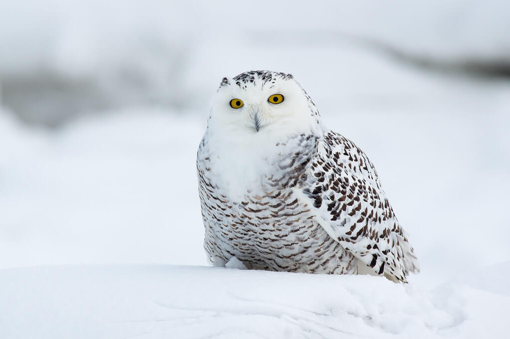 Silver Leapers - snowy owl