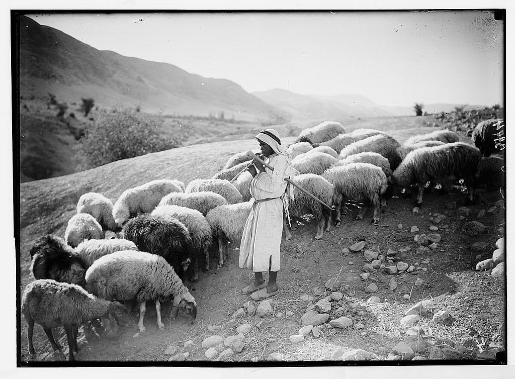 Pastoral scene in the Jordan valley - Shepherd boy playing to his sheep