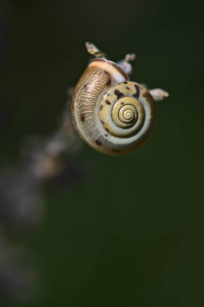 Peter Stenzel - Banded Snail