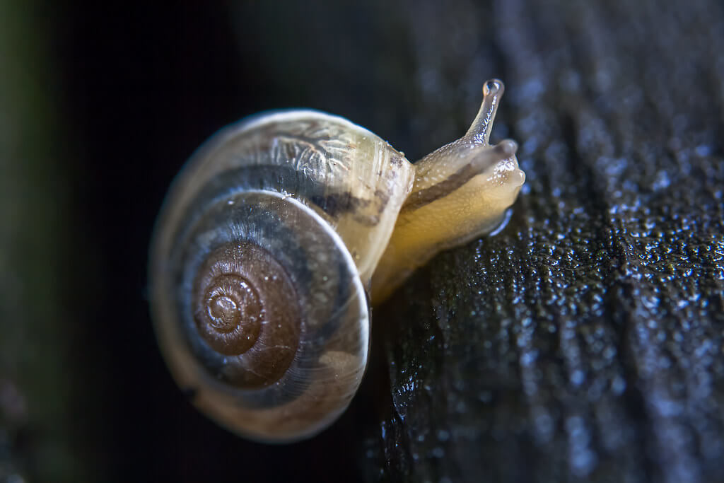 Sandrine Neel - petit escargot