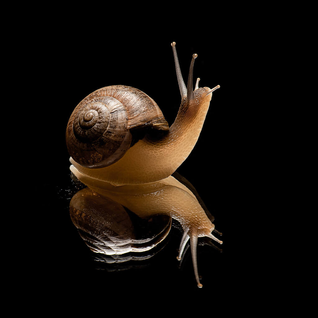 Jaime Nicolau - snail on black background