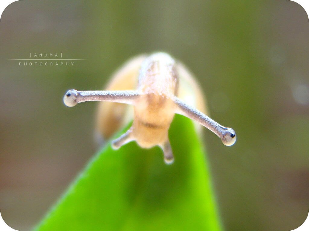 Anuma Bhattarai - macro snail eyes