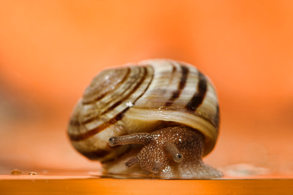 Ben Roffelsen Photography - Little Snail