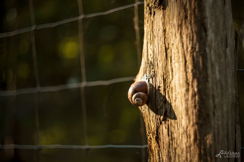 Marco Bergner - Snail