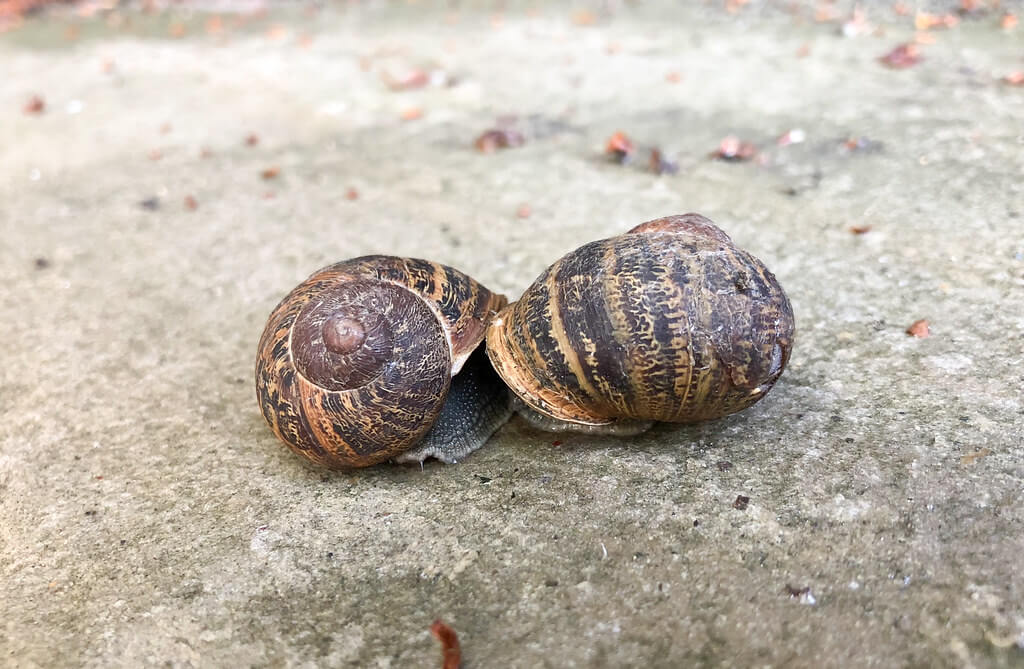 Hemzah Ahmed - snails kissing