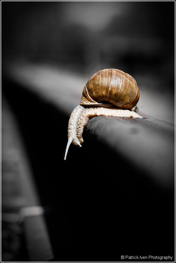 patrickiven - Snail on Rail Road Track