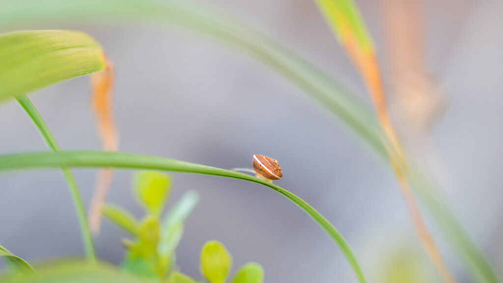 Sandrine Néel - snail on grass blade