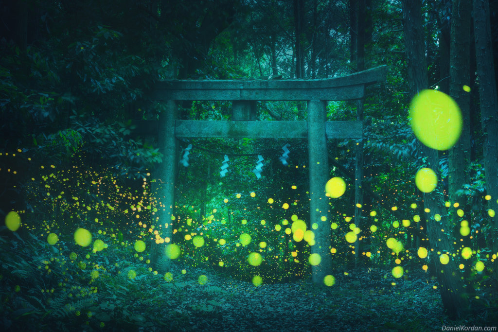 pictures of fireflies feature in Japan