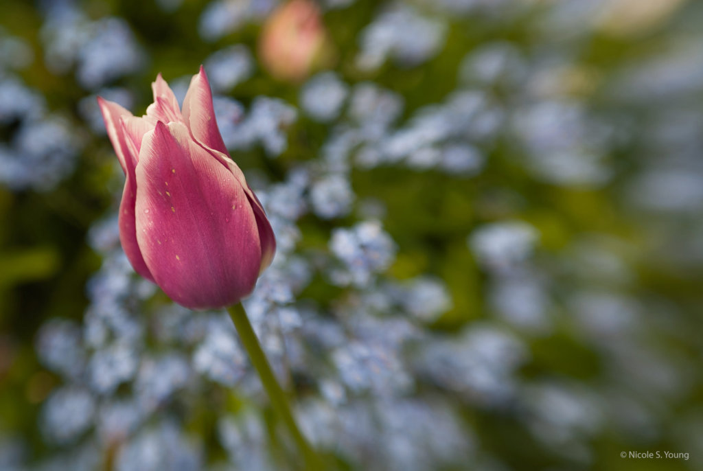 flowers for creative photography ideas before