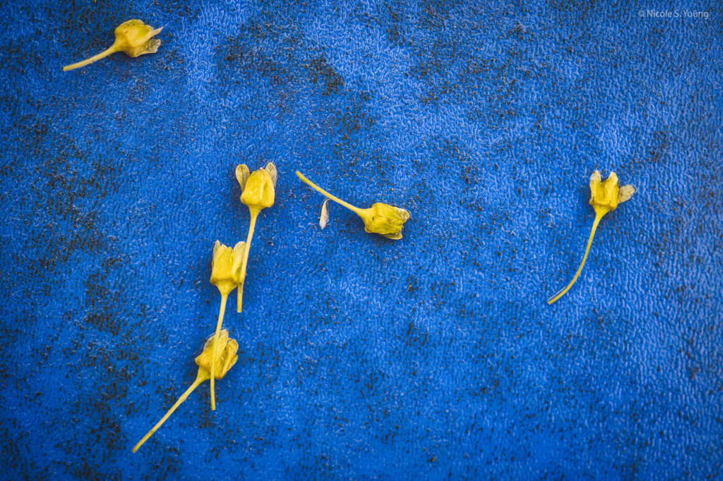 flowers on the floor color contrast after