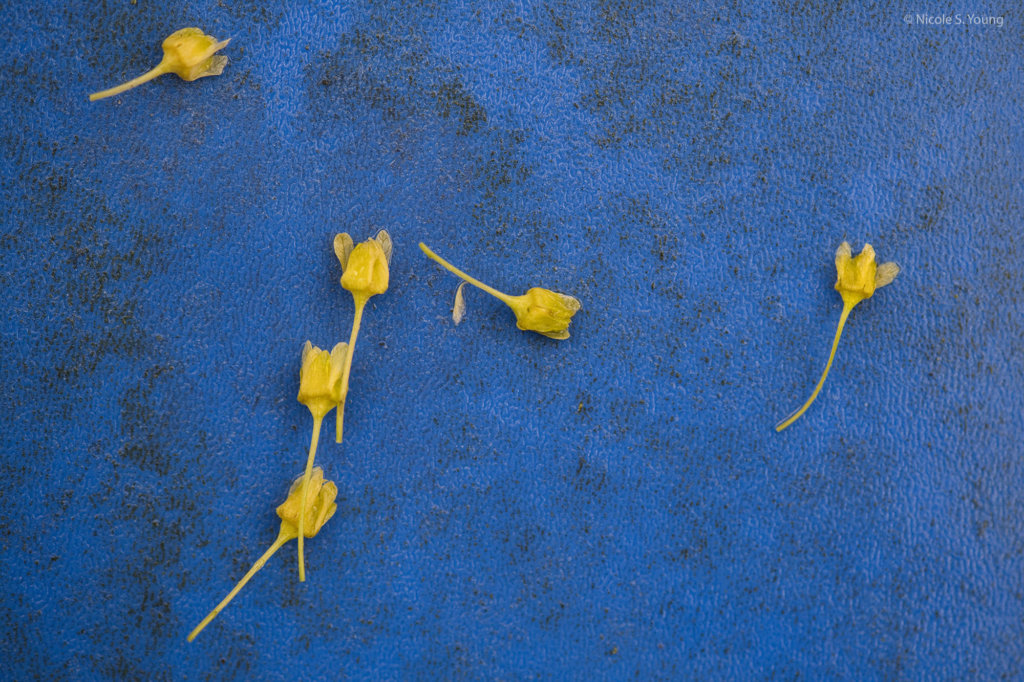 flowers on the floor color contrast before