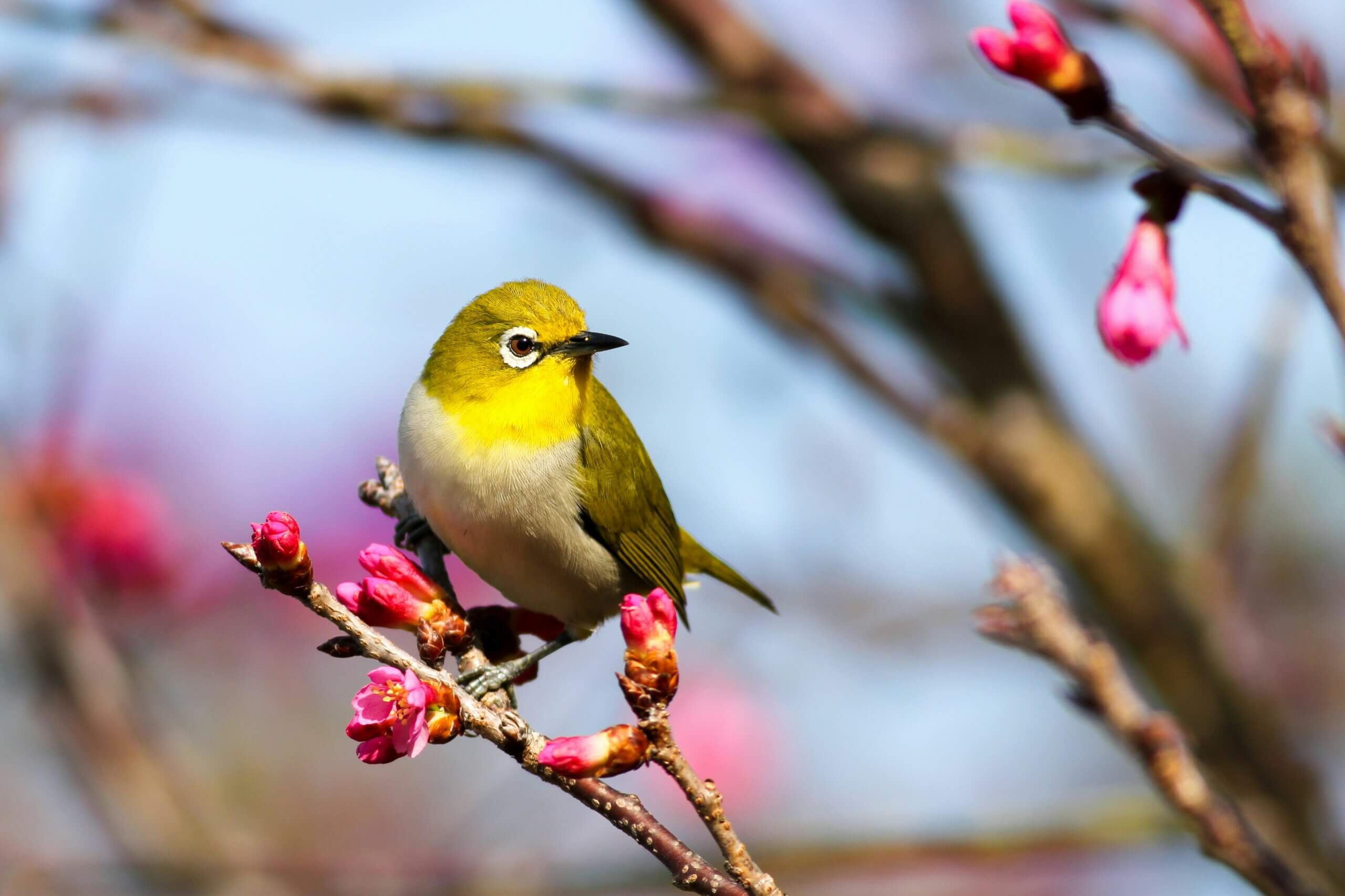 Winging It: Capturing the World of Birds