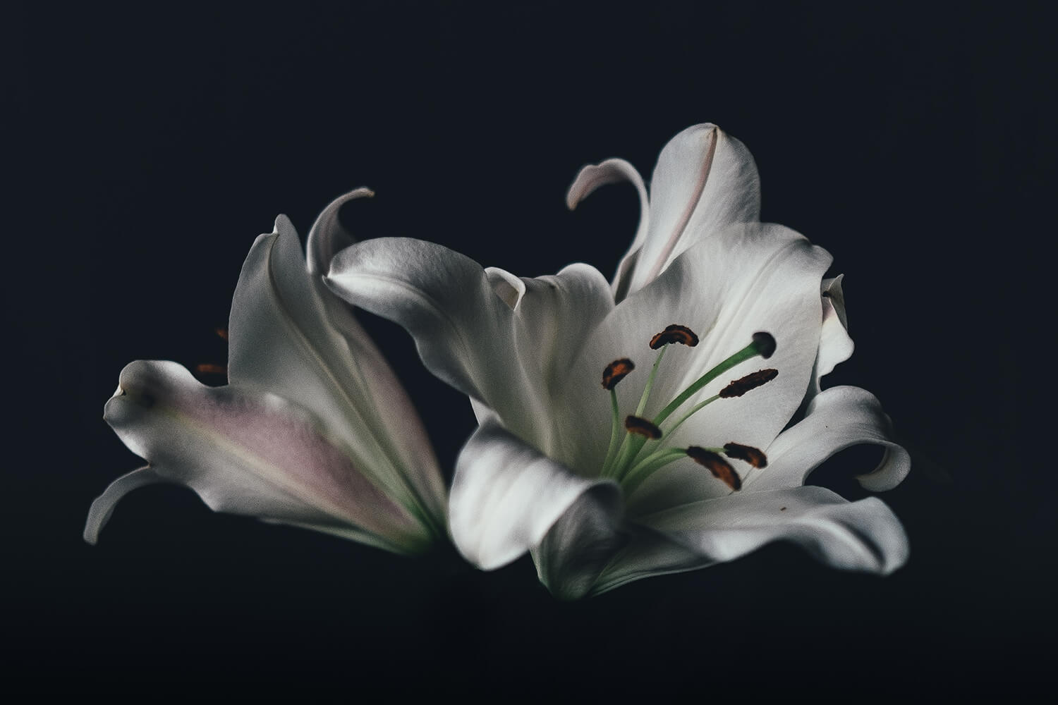 3 Free Guides on Macro Flower Photography