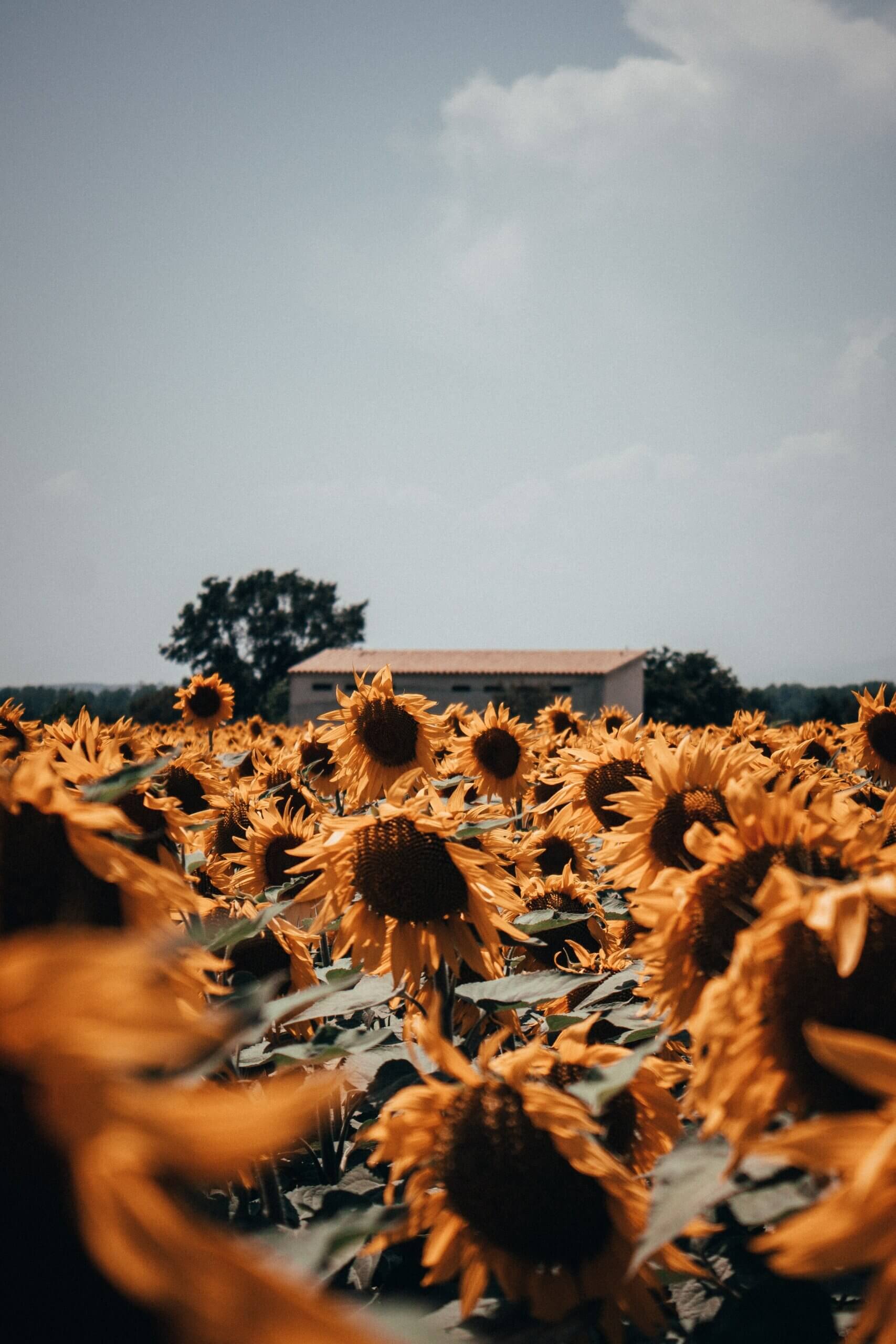 The Magic of Foreground and Background in Photography